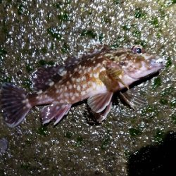 初釣りは厳しく…