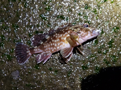 初釣りは厳しく…