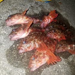 ガシラ釣り　～夕方に数が出た！～