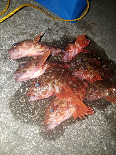 ガシラ釣り　～夕方に数が出た！～