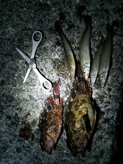 キス釣り　～1月にキス、ガシラ22センチ～…