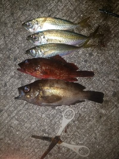 アジ釣り　～サビキ仕掛けにメバル～