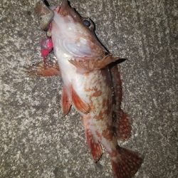 ガシラ釣り　～ちいさいなー～