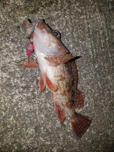 ガシラ釣り　～ちいさいなー～