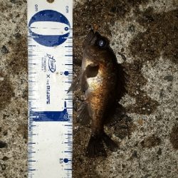 洲本でメバリング