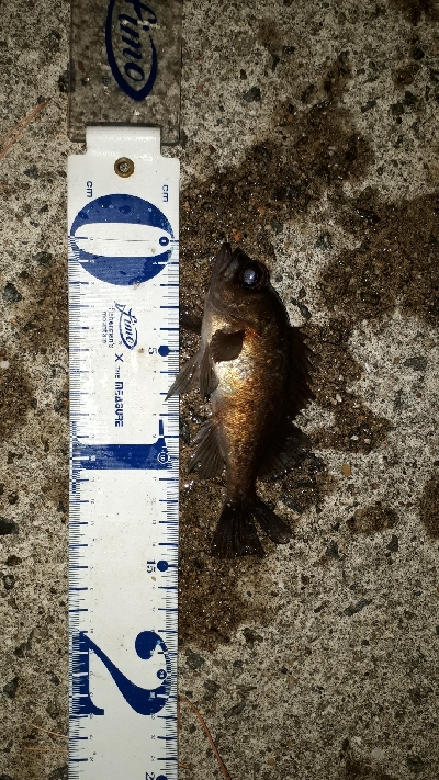 洲本でメバリング