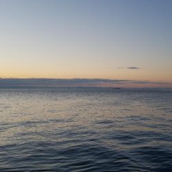 ガシラ釣れてます❗