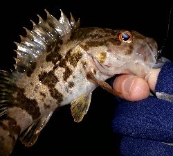 淡路島のポテンシャル２！