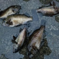 プラッキング　メバル