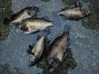 プラッキング　メバル