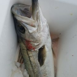 スズキ釣り　～71センチヒット～