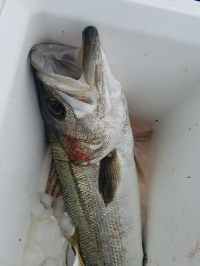 スズキ釣り　～71センチヒット～