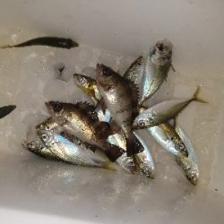 スズキ釣り　～代わりにアジメバル～