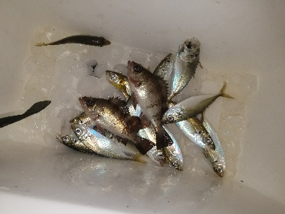 スズキ釣り　～代わりにアジメバル～