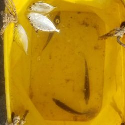 スズキ釣り ~63センチ、隻眼のハネ~