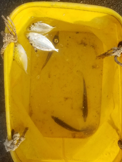 スズキ釣り ~63センチ、隻眼のハネ~