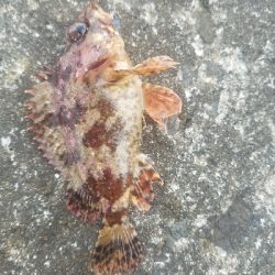 ガシラ釣り ~小さいのばーっかり~