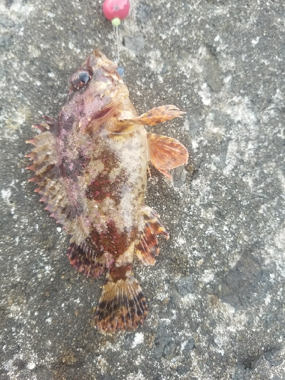 ガシラ釣り ~小さいのばーっかり~