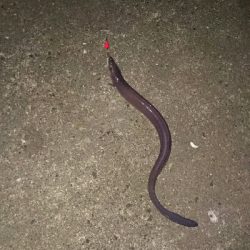 今年、初の釣り