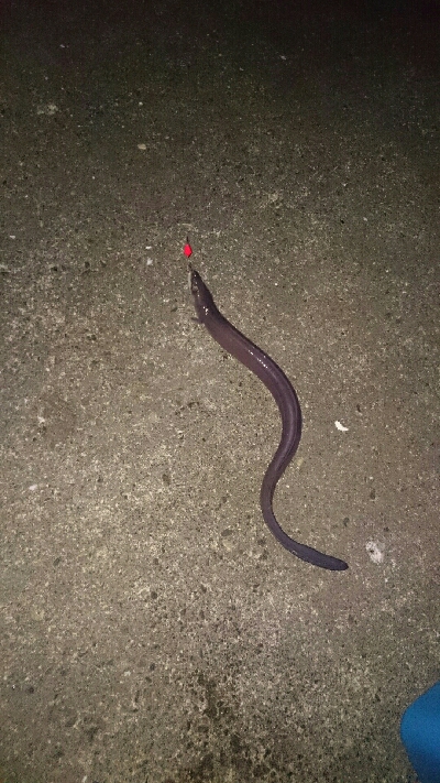 今年、初の釣り