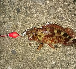 へち釣り&穴釣り