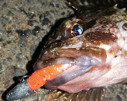まだまだ釣れる!ロックフィッシュ!