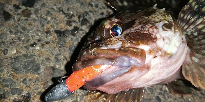 まだまだ釣れる！ロックフィッシュ！