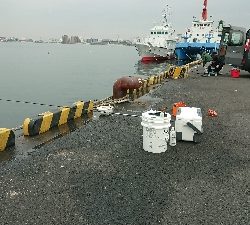 イワシも時合次第