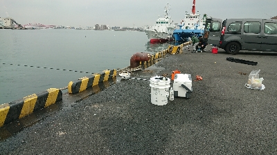 イワシも時合次第