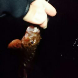 本命釣れず…②