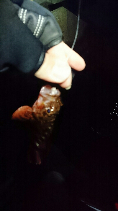 本命釣れず…②