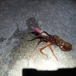 タコ 3つに太刀魚