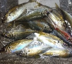 アジング修行 初釣