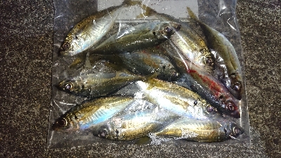 アジング修行 初釣