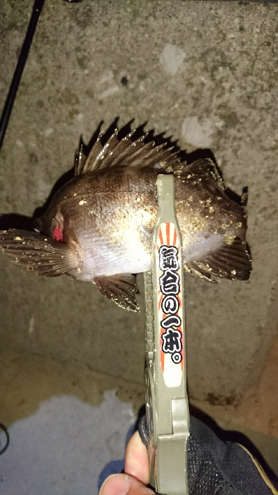 メバリング調査