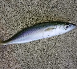 メバリング修行