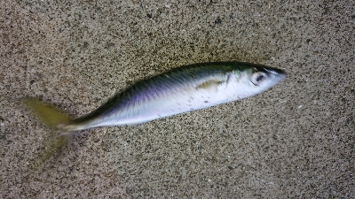 メバリング修行