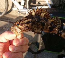 メバリング修行