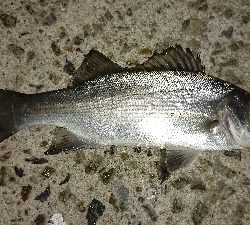 メバリング修行