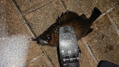 メバリング修行