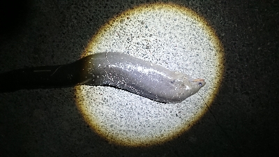 浦戸大橋下にて