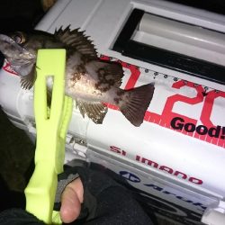 アジは、いません。