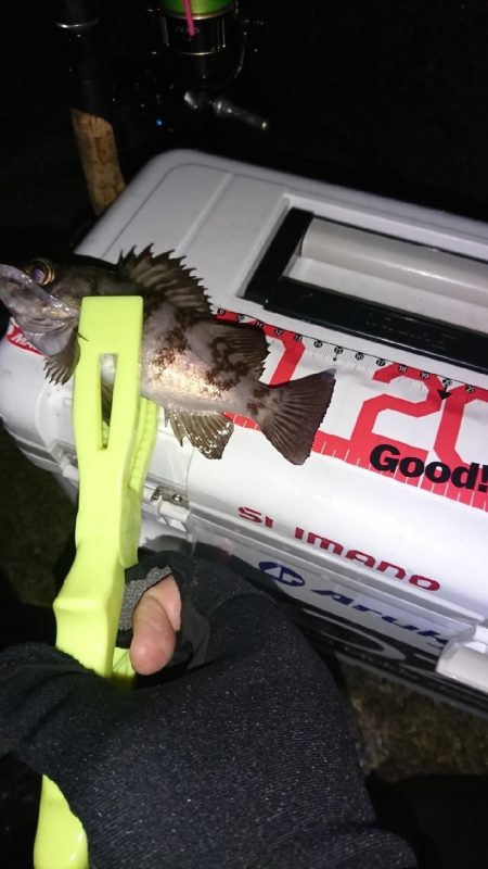 アジは、いません。