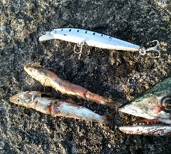 マッチザベイト