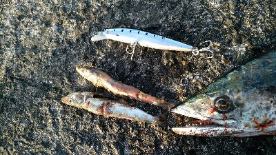 マッチザベイト