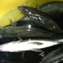 初釣り！ヒラスズキ祭り