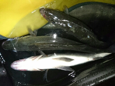 初釣り！ヒラスズキ祭り