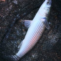 釣り初めサビキ