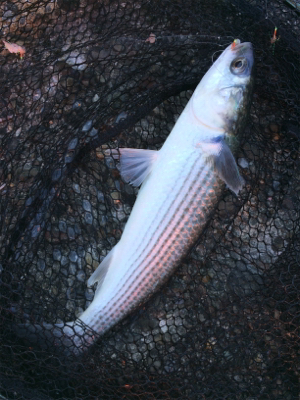 釣り初めサビキ