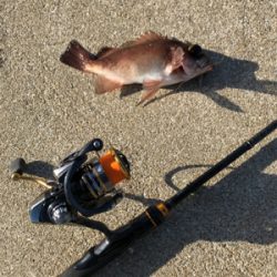 壱岐島釣行2日目